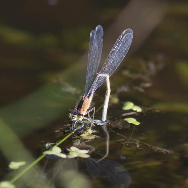 Lantaarntje (Ischnura elegans)